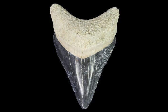 Serrated, Fossil Megalodon Tooth - Florida #110442